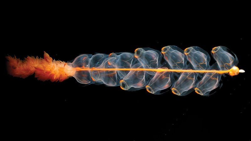 Diva Amon Deep Sea Ocean Floor siphonophore