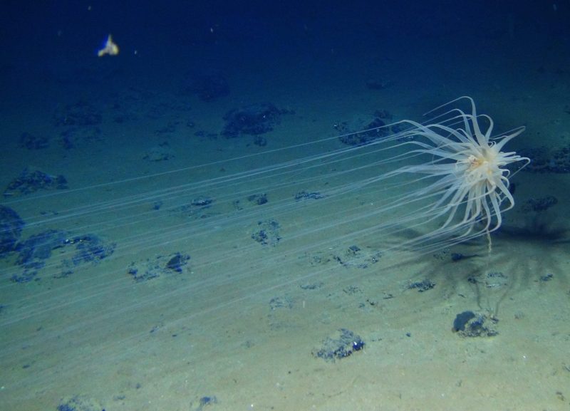 Diva Amon Deep Sea Ocean Floor Relicanthus