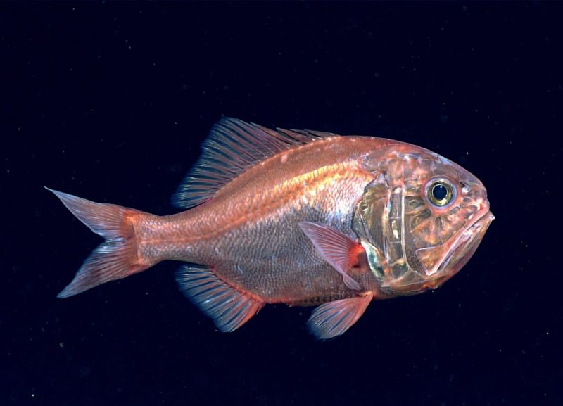 Diva Amon Deep Sea Ocean Floor