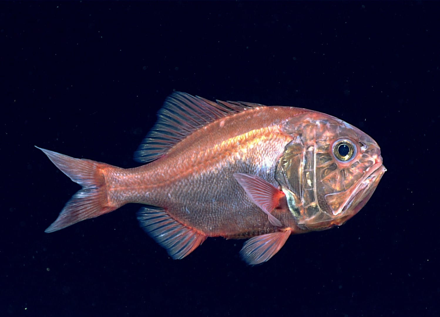 Diva Amon Deep Sea Ocean Floor