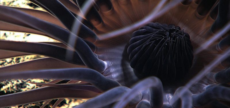 Diva Amon Deep Sea Ocean Floor Anemone