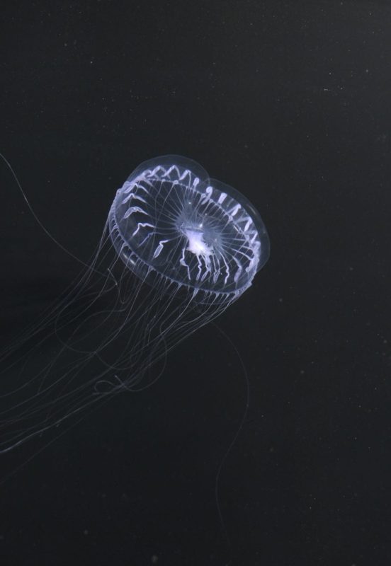 Diva Amon Deep Sea Ocean Floor Jellyfish