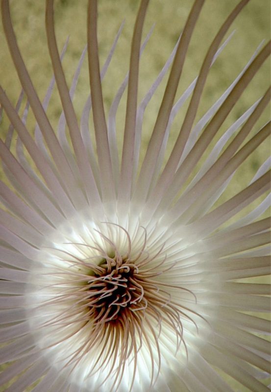 Diva Amon Deep Sea Ocean Floor Anemone