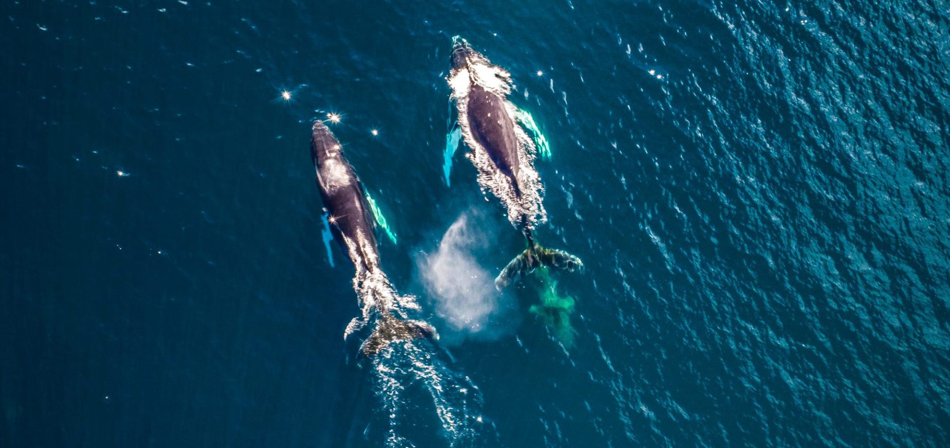 Florian Ledoux drone filmmaker ocean cinematographer oceans film festival polar bear ice arctic landscape humpback whales