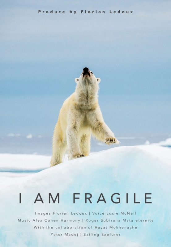 Florian Ledoux drone filmmaker ocean cinematographer oceans film festival polar bear ice arctic landscape i am fragile