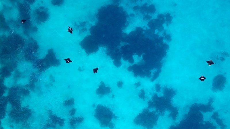 manta-rays-social-bonding-groups-indonesia-cleaning-sites-mantas-group