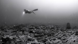 emily-darling-coral-study-marine-biologist-seabed