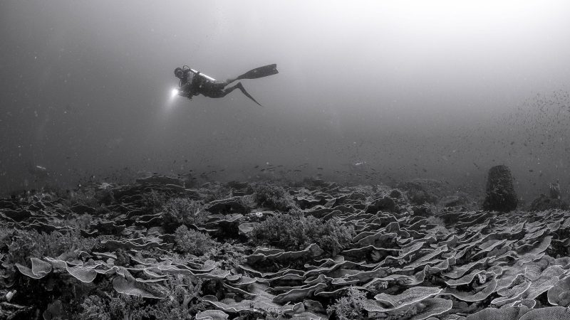 emily-darling-coral-study-marine-biologist-seabed