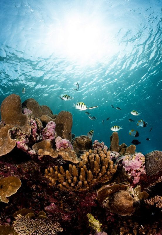 Coral-study-schooling-fish-emily-darling