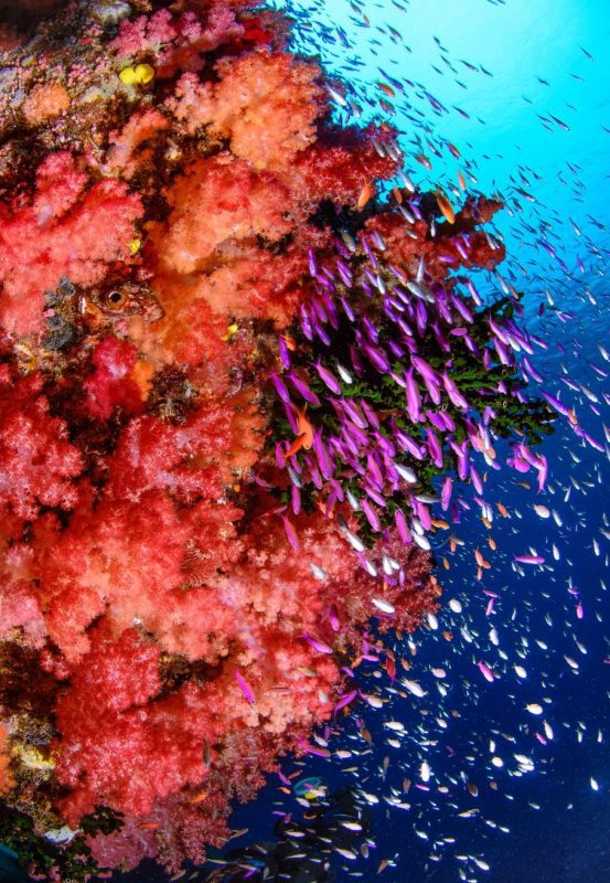 Coral-study-reef-fish-emily-darling