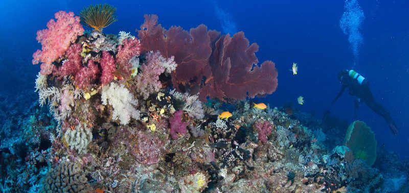 Coral-study-emily-darling