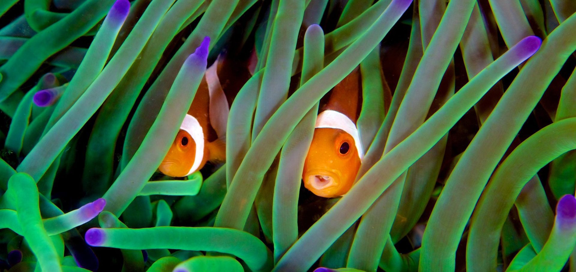 Coral-study-anenome-clown-fish-emily-darling