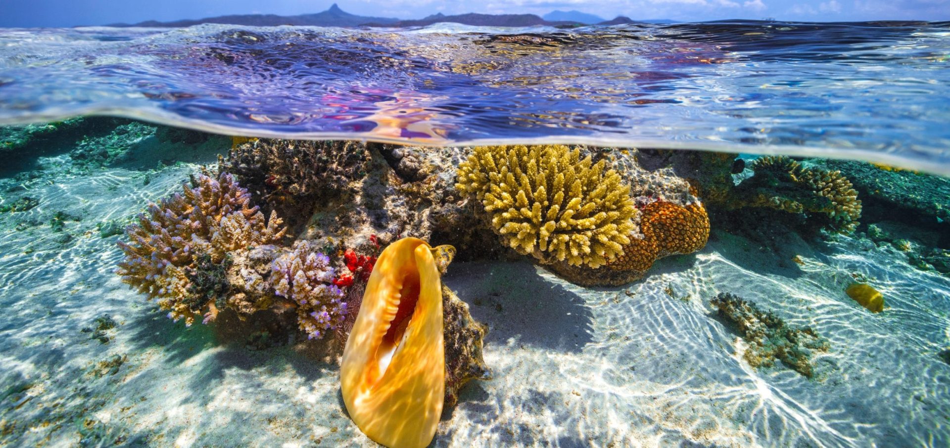 emily-darling-coral-study-cool-spots-corals