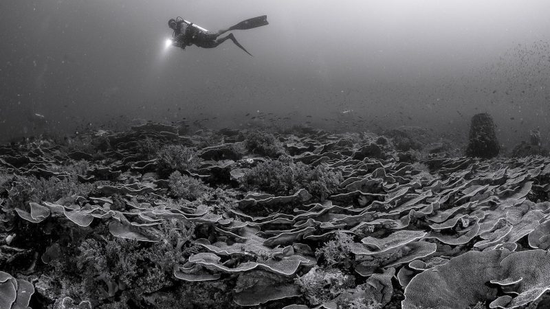 emily-darling-coral-study-marine-biologist-seabed