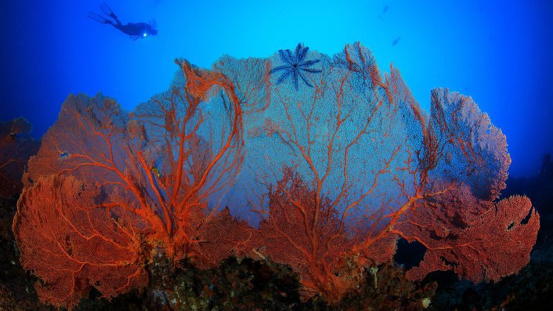 intergovernmental-conference-UN-global-oceans-treaty-negotiations