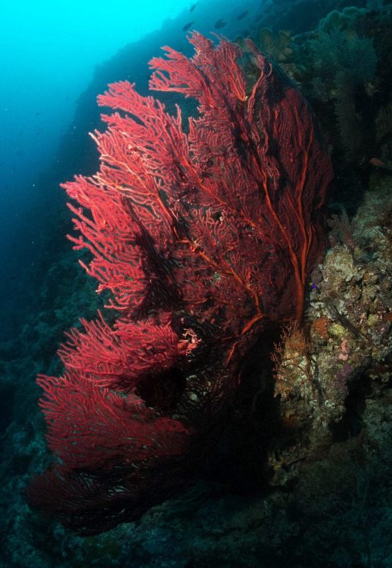 emily-darling-coral-fan-bleaching-study