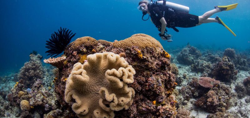 emily-darling-corals