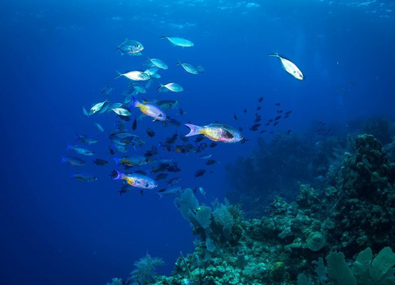 Coral-study-schooling-fish-emily-darling