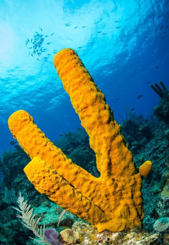 Coral-study-reef-fish-emily-darling