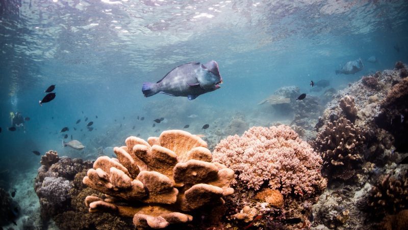 Coral-study-reef-fish-emily-darling