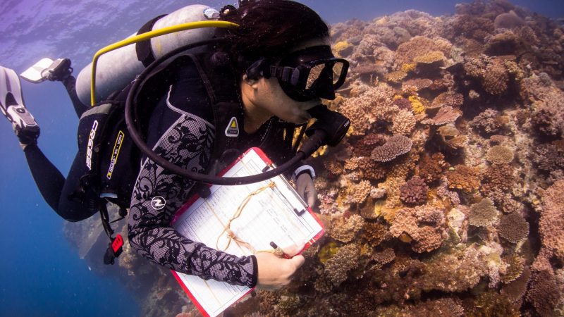 coral-reef-survey-emily-darling-wcs