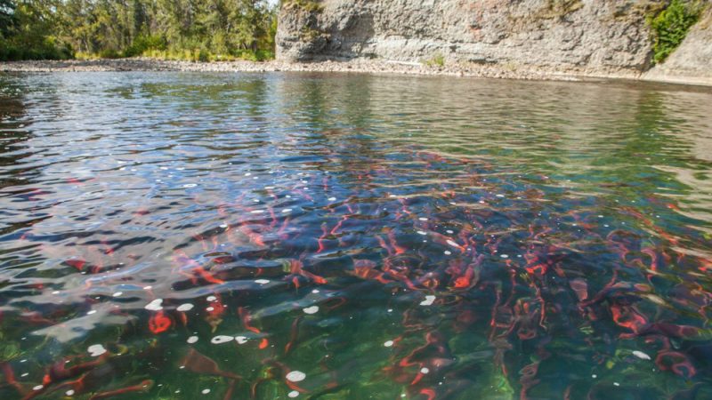 bristol-bay-pebble-mine-wild-salmon