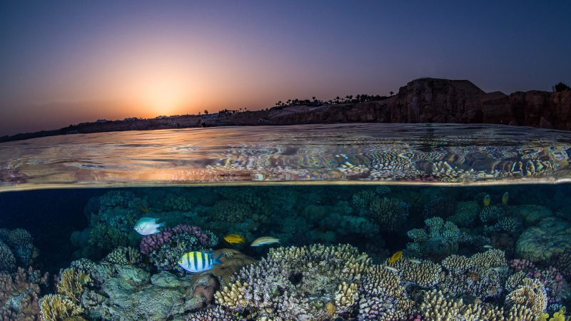 Egypt Red Sea Green Fins Coral Reef conservation