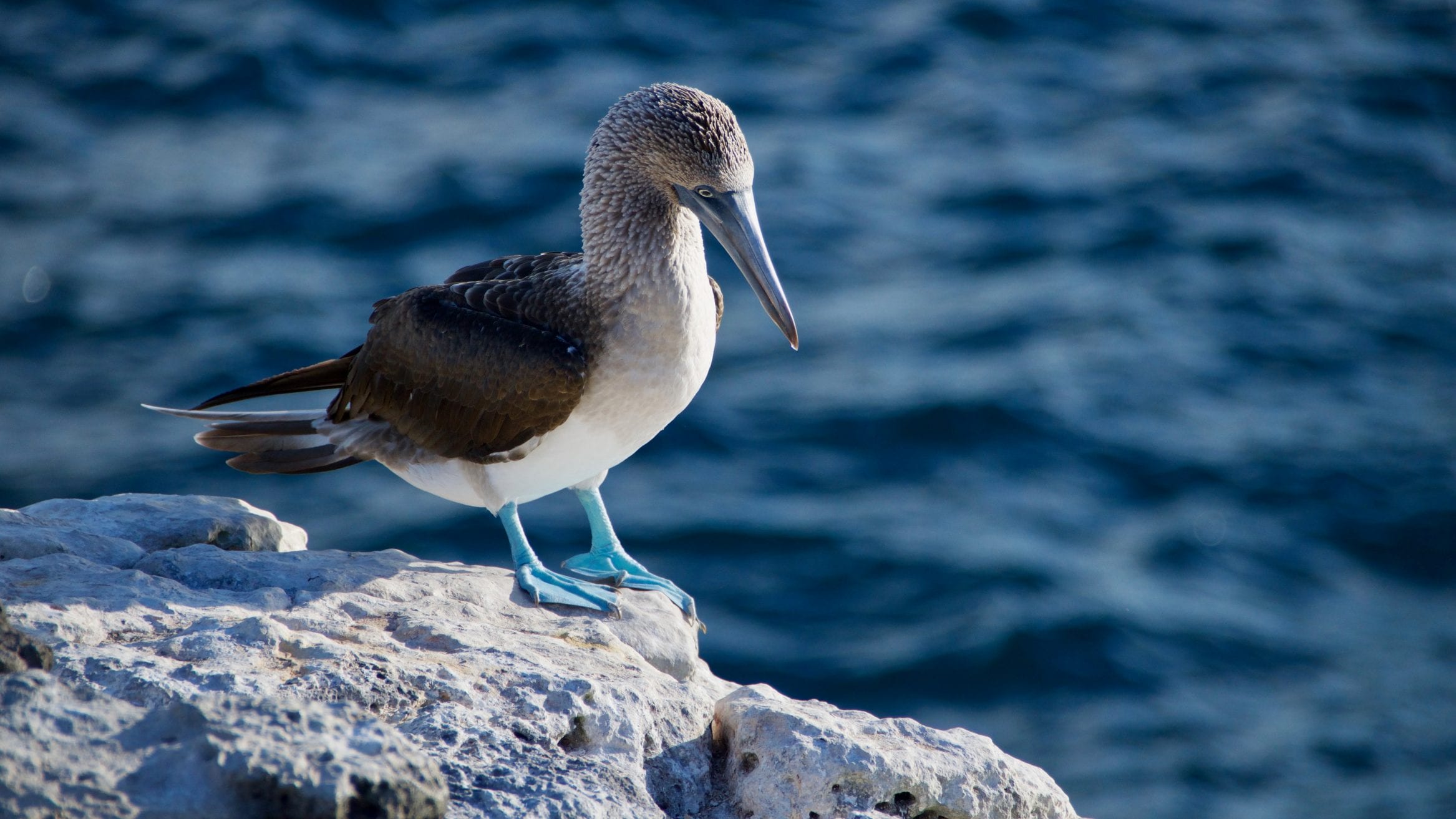 Global Ocean Alliance blue-footed booby