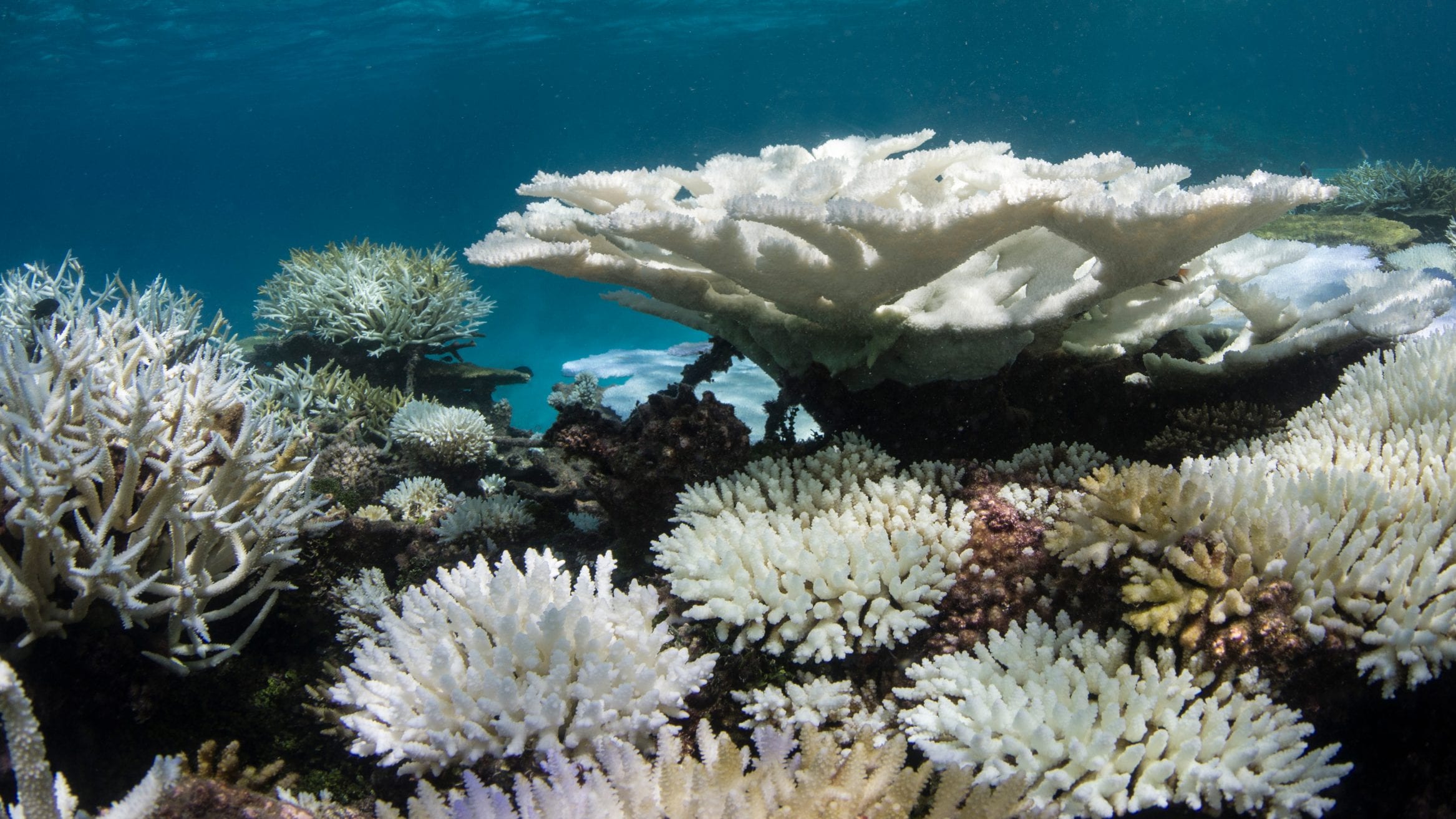 WMO climate change accelerating UN Summit