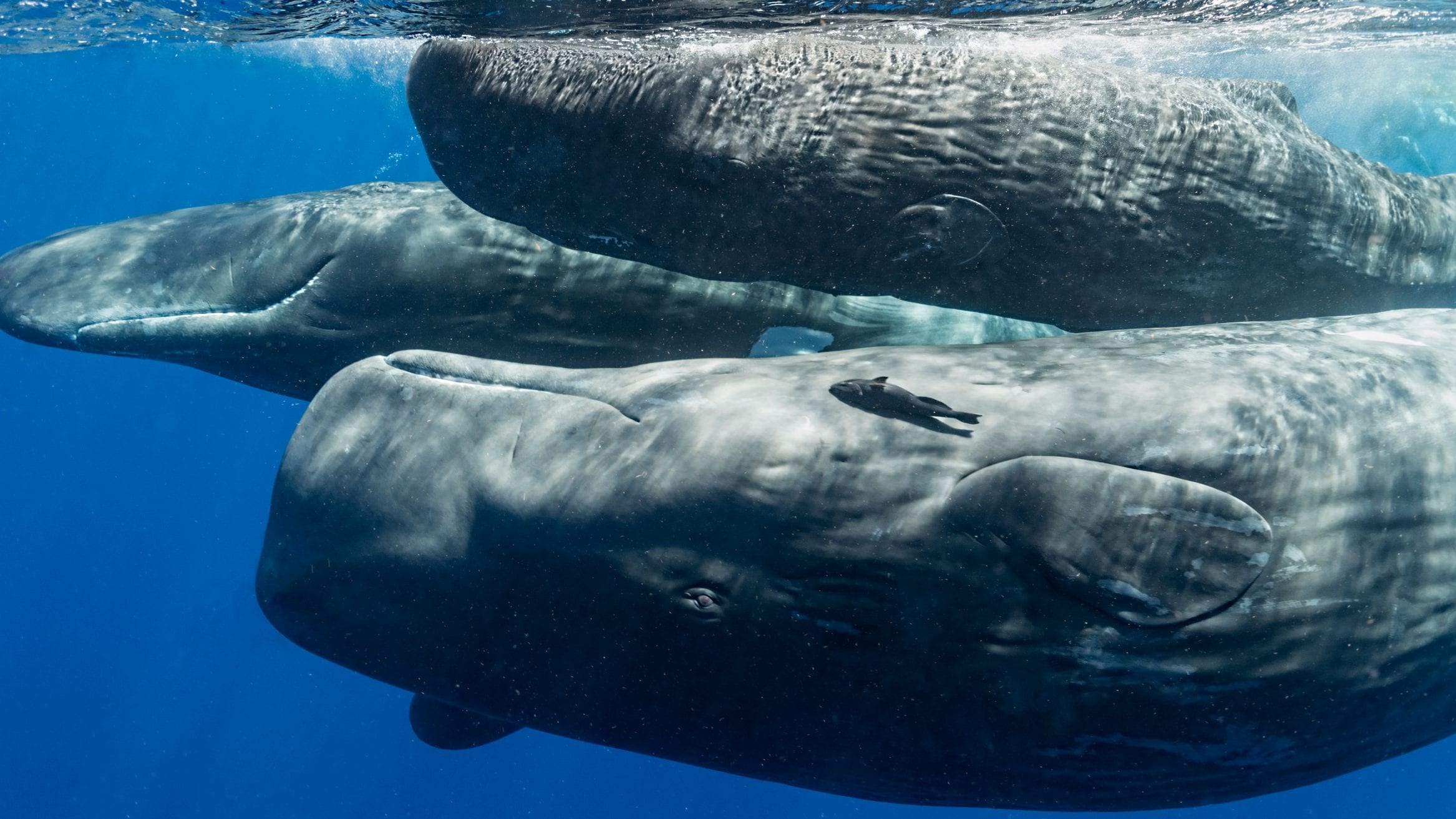 great whales climate change carbon sequestration ocean conservation 