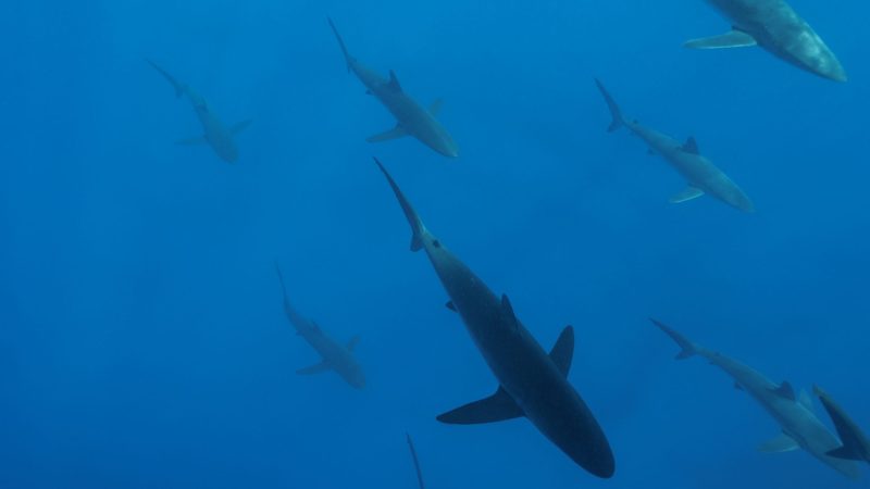 traffic sharks and rays trade