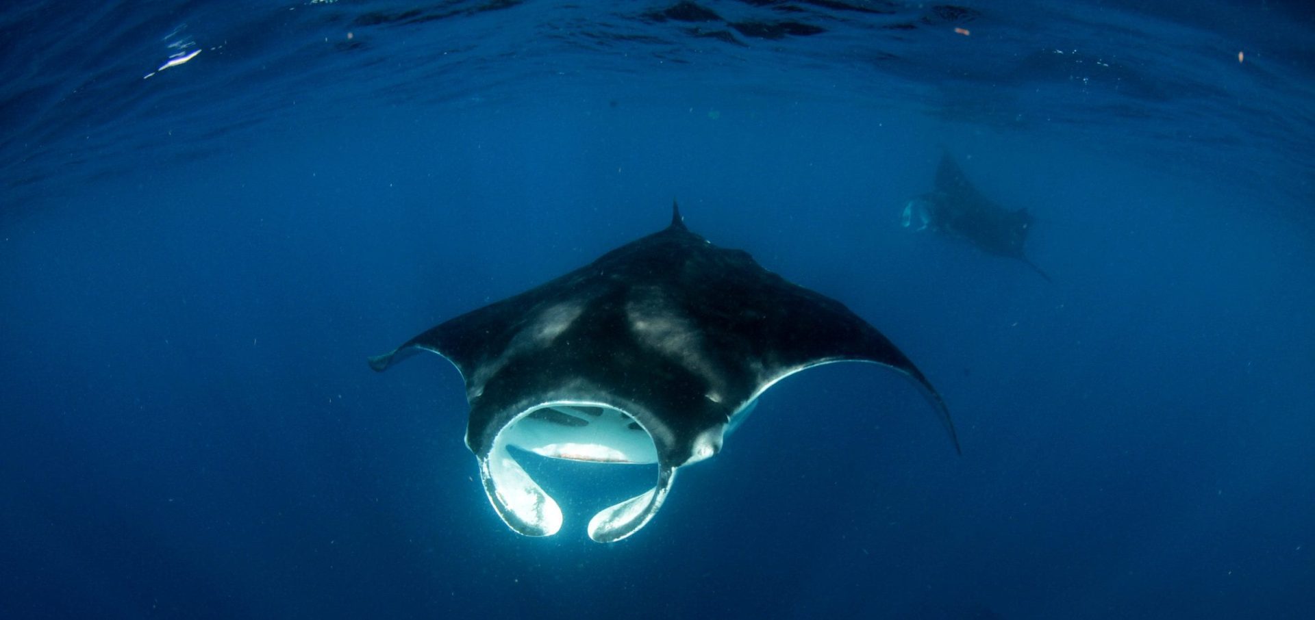 shark and ray marine conservation MarAlliance manta
