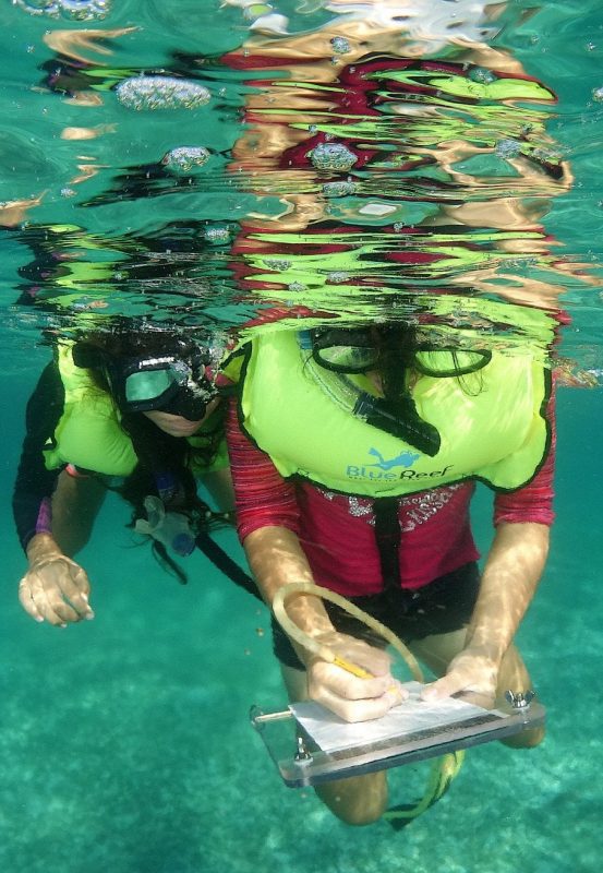 shark and ray marine conservation MarAlliance underwater research