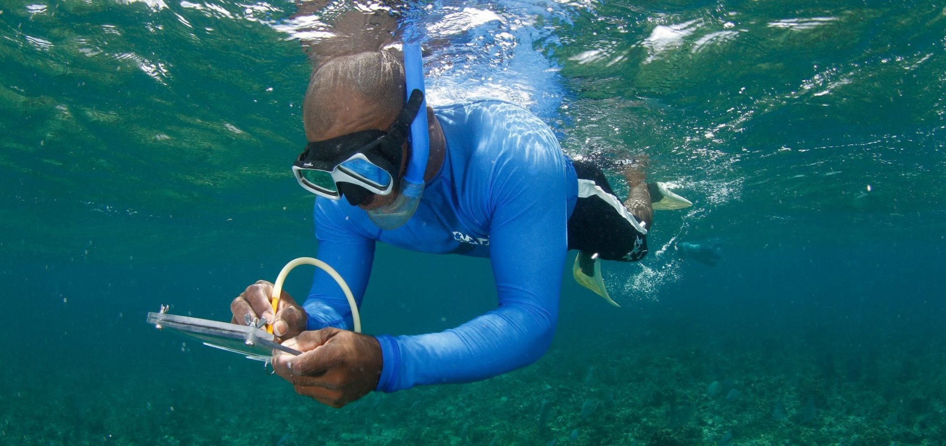 shark and ray marine conservation MarAlliance reef monitoring