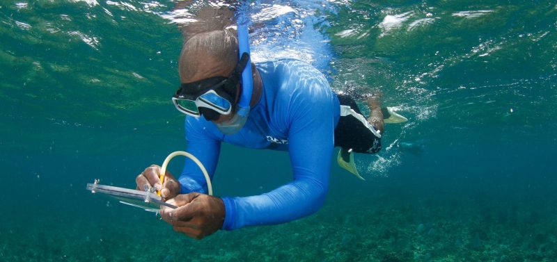 shark and ray marine conservation MarAlliance reef monitoring