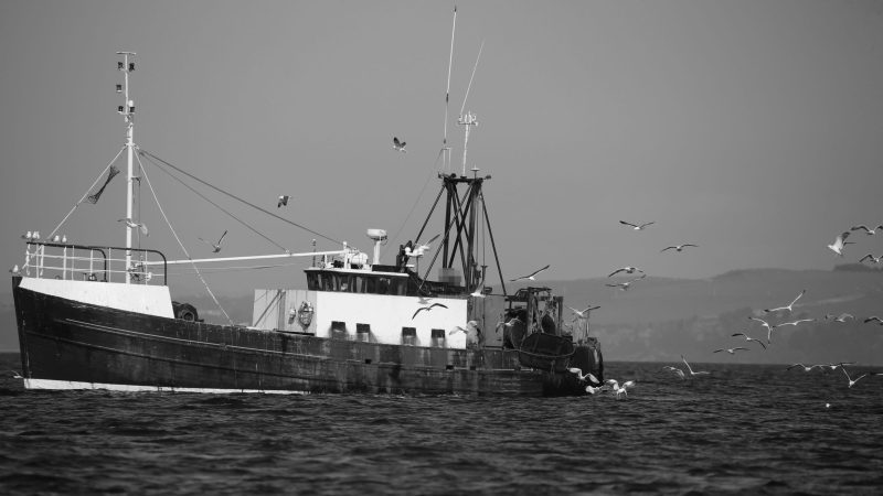 North sea dead fish discarded overfishing UK waters