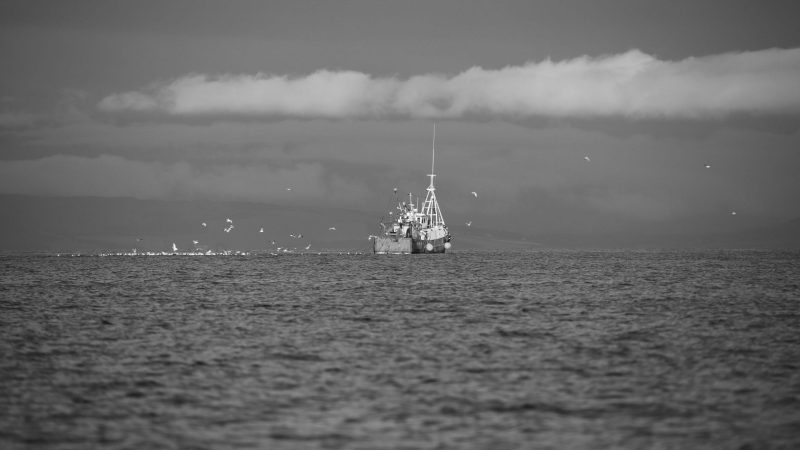 North sea dead fish discarded overfishing UK waters