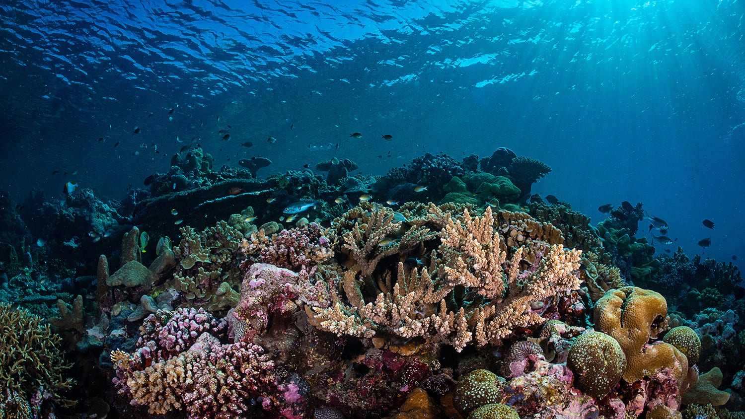 carbon emissions fossil study ocean acidification