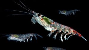 Antarctic krill carbon capture