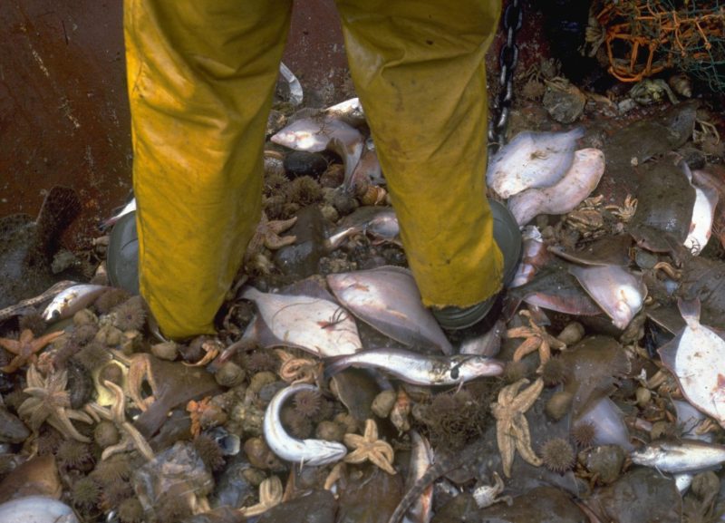 marine protection Greenpeace DEFRA UK fishing fisheries high seas Highly Protected Marine Areas HMPA by-catch