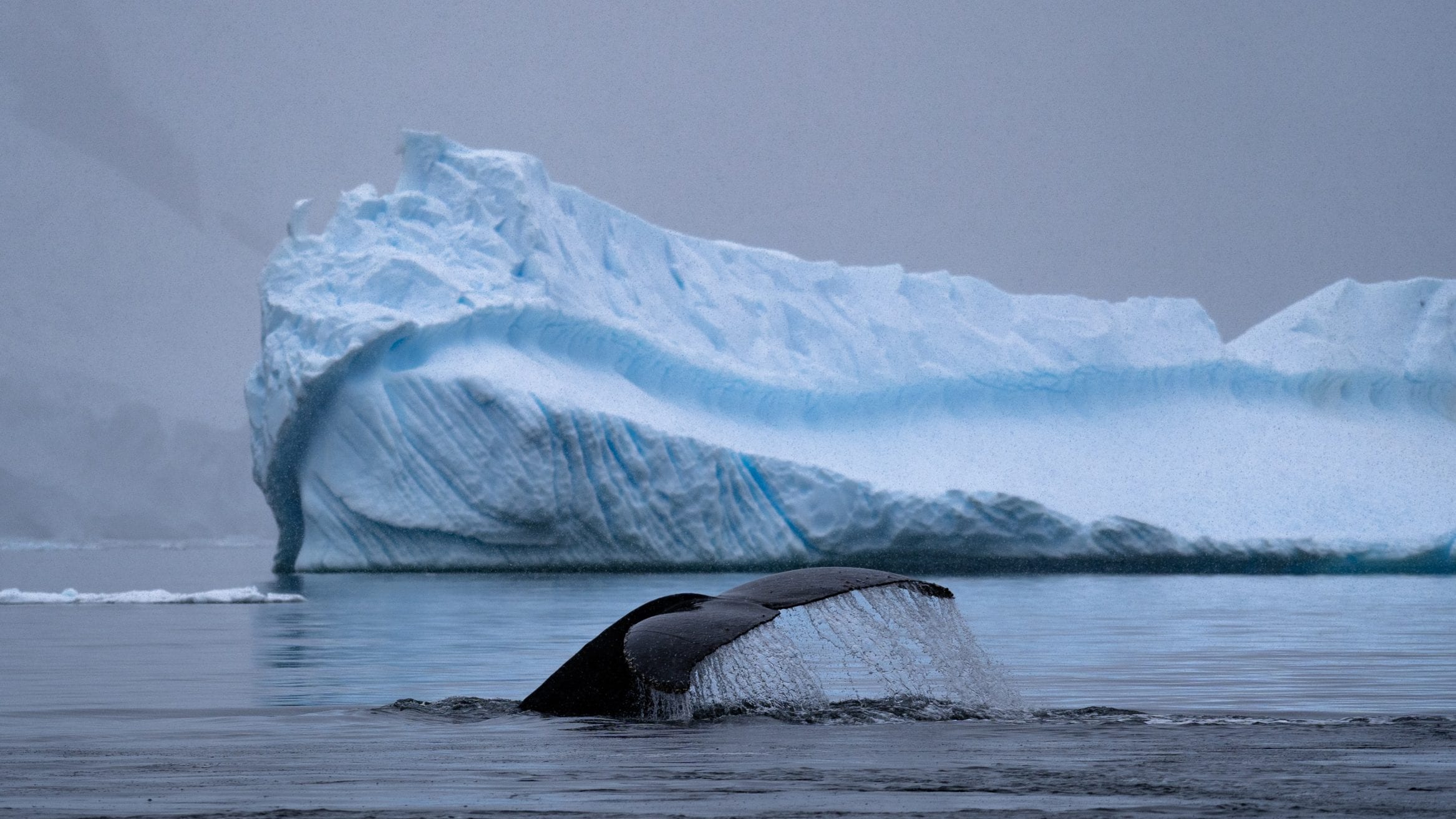 humpback whale antarctica