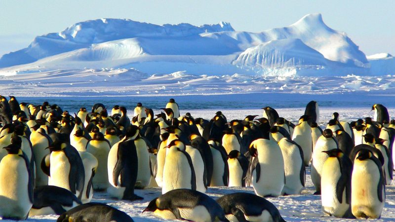 emperor penguins melting sea ice