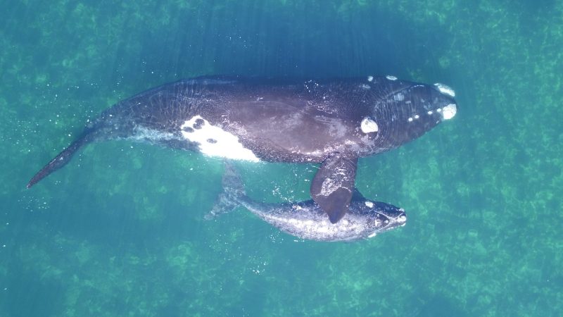 southern right whales drone photography research Fredrik Christiansen