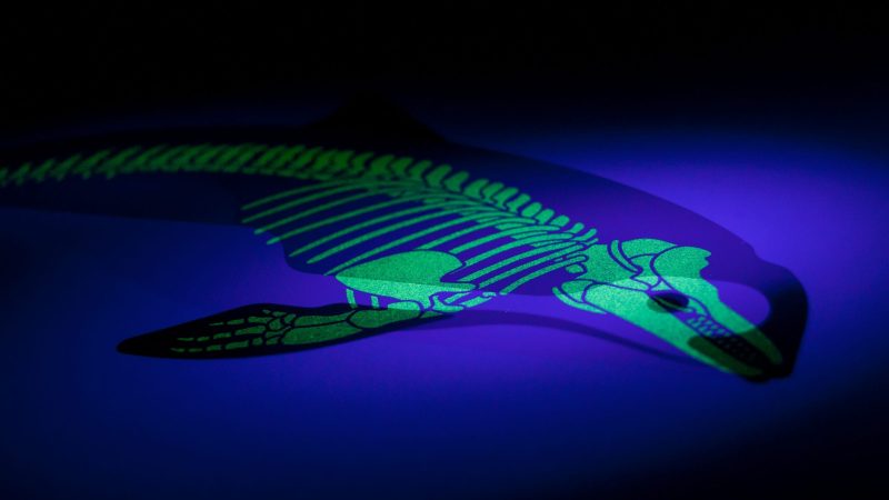 Conservation art endangered animals under the skin vaquita skeleton