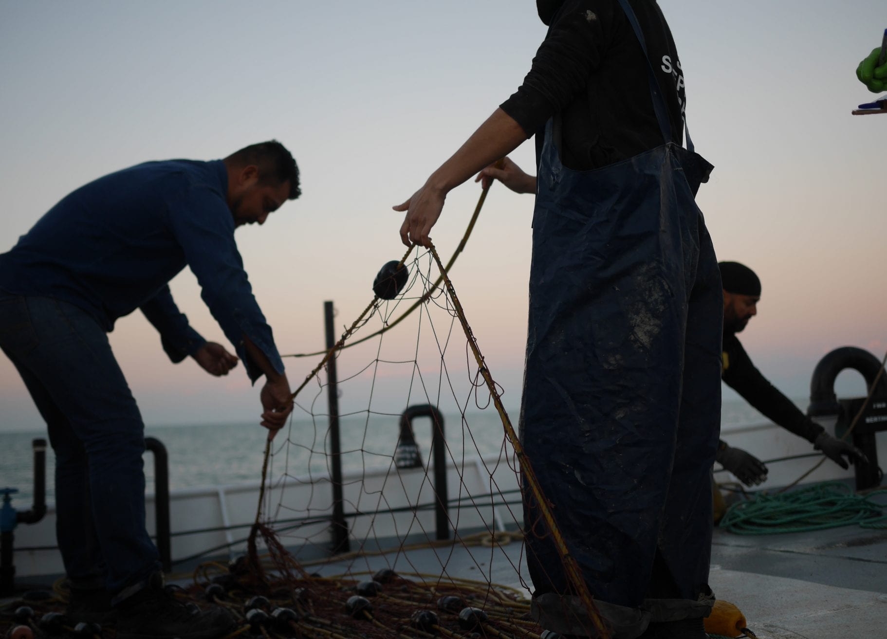 Conservation art endangered animals under the skin ghost nets sea shepherd