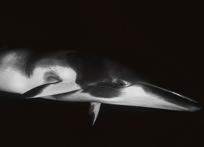 Craig Parry Dwarf Minke Whale Project Ribbon Reef diving
