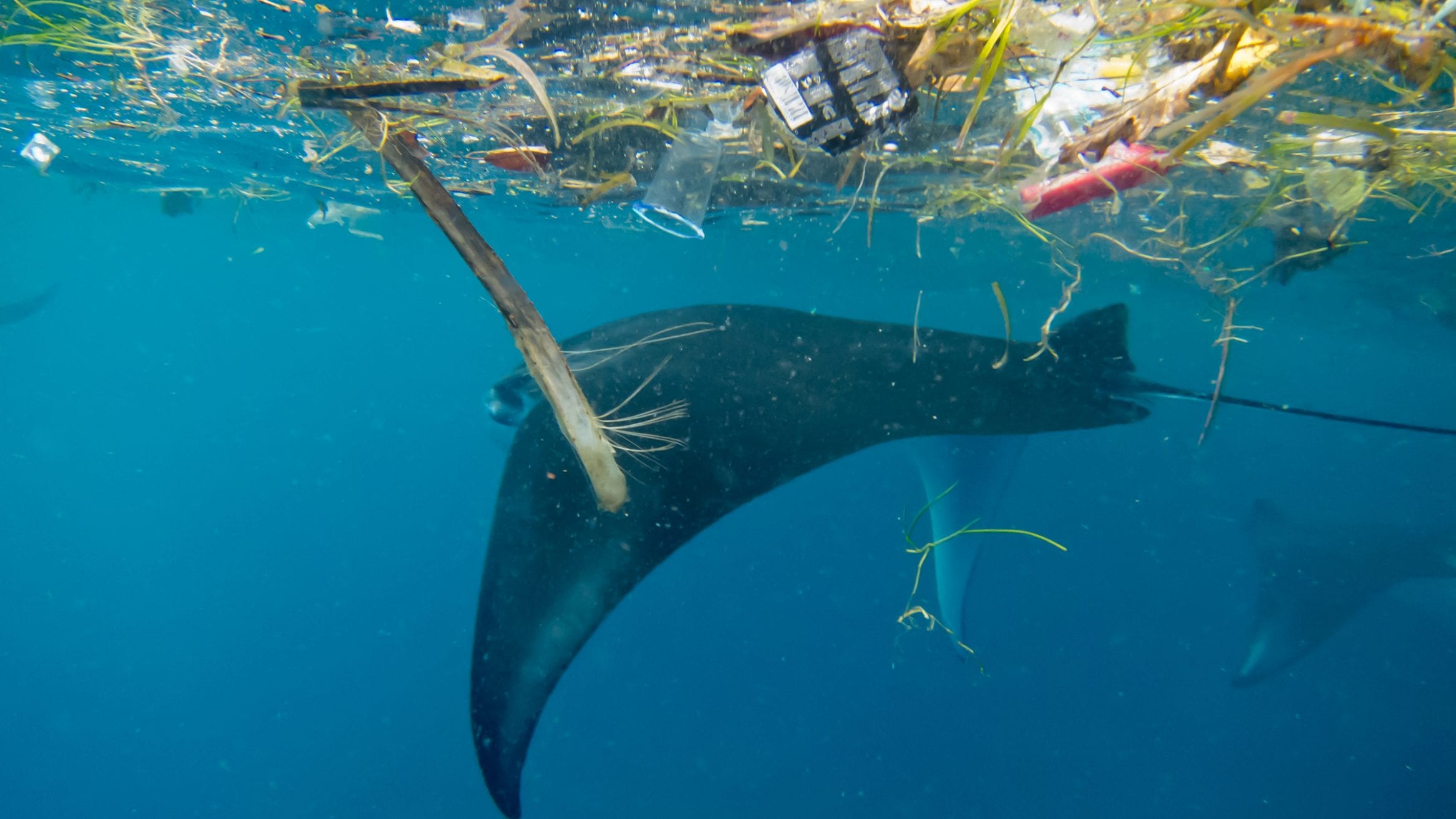 marine megafauna foundation microplastics manta Indonesia