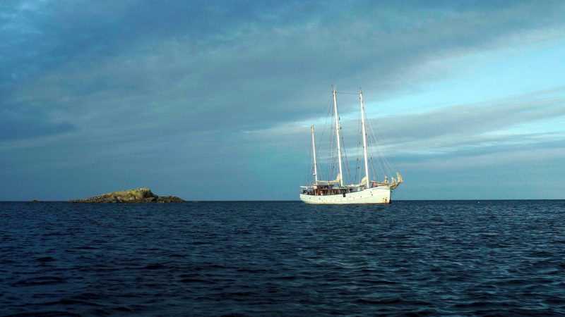Rara Avis tall ship schooner sailing ocean