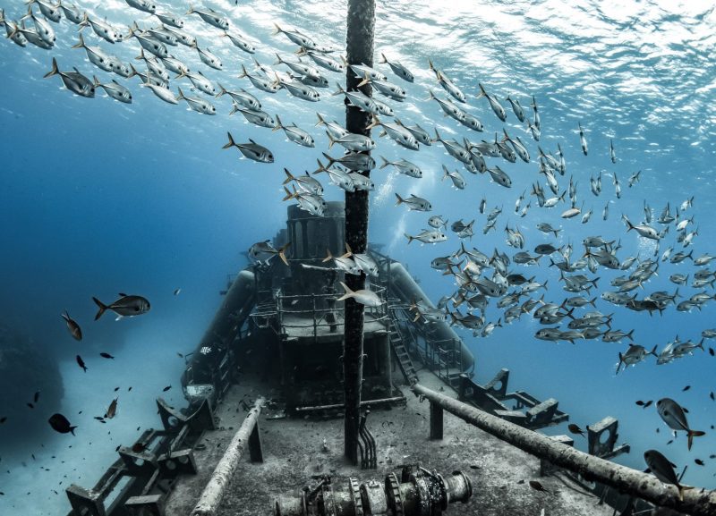 Tanya Houppermans Kittiwake Horse Eye Jacks Grand Cayman