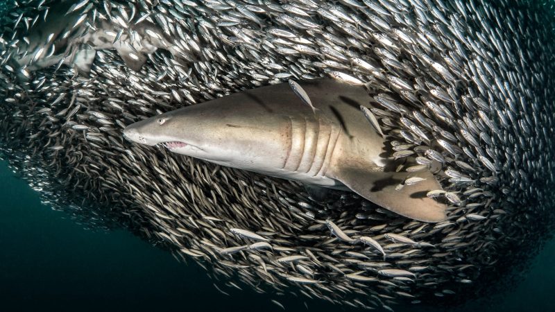 Tanya Houppermans sand tiger sharks